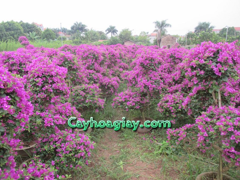 Hoa giấy nghệ thuật