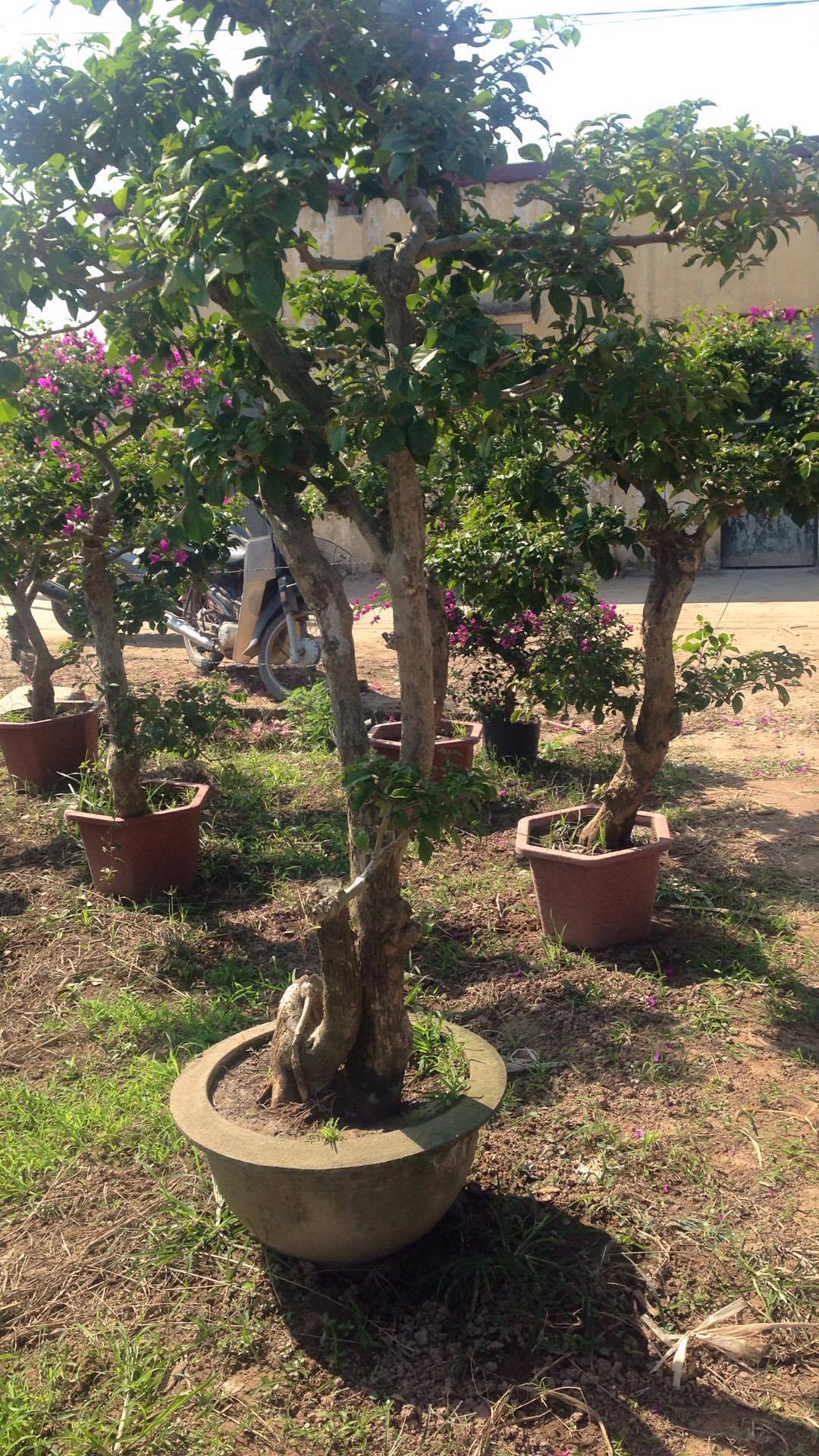 Sâu bệnh trên cây hoa giấy