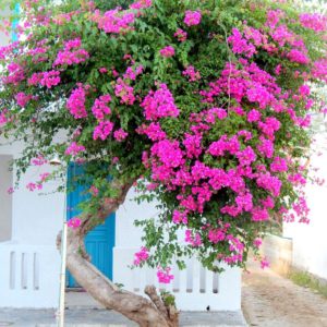 Cành Giâm Hoa Giấy Cẩm Thạch