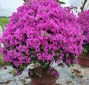 Cây hoa giấy đẹp nhất Việt Nam