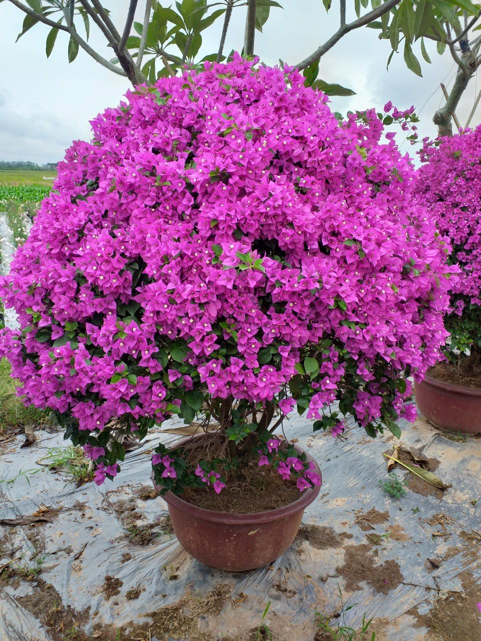 Chậu Cây Hoa Giấy Bonsai Rực Rỡ Sắc Màu