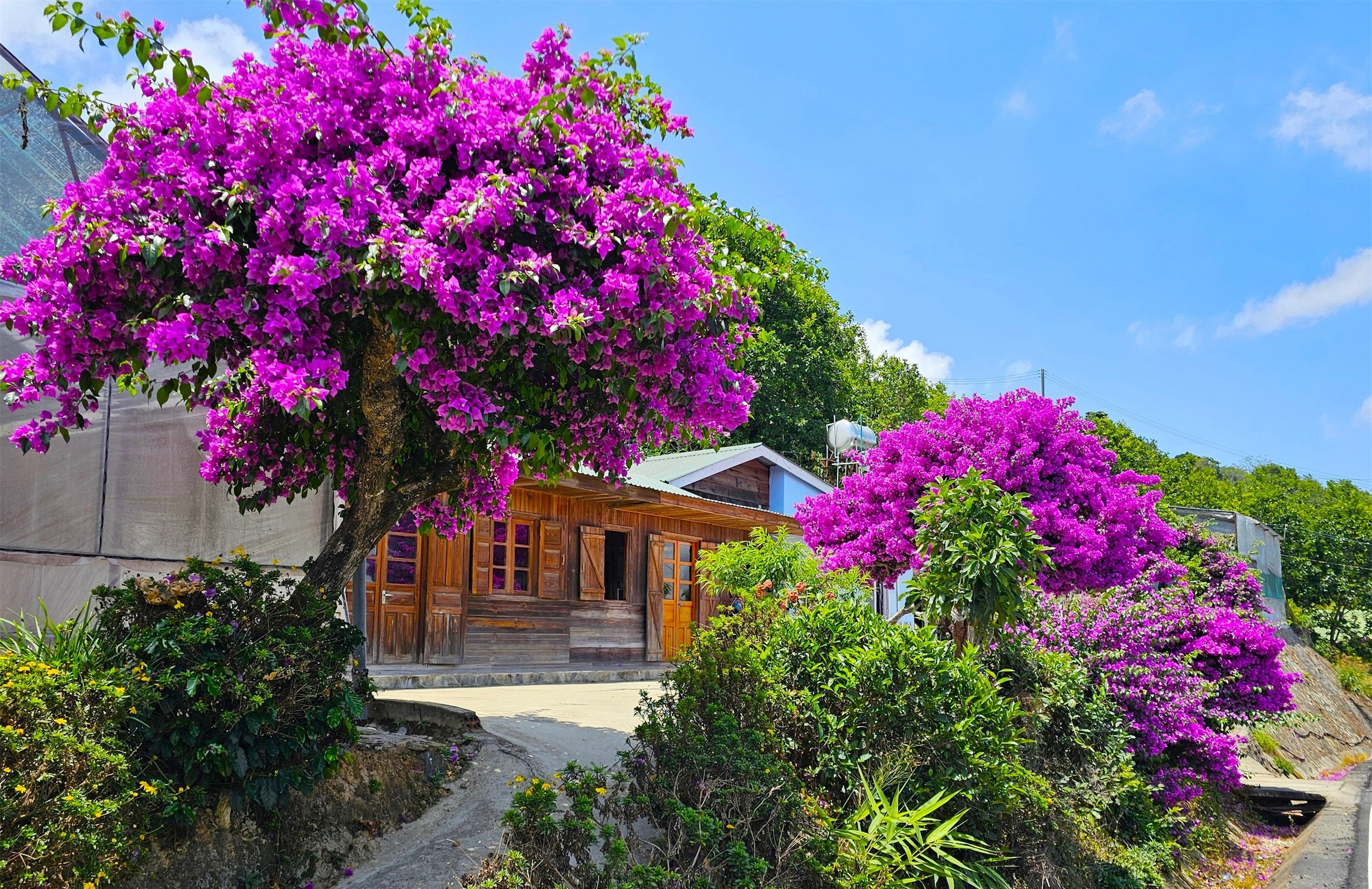 Cây hoa giấy nổi tiếng Đà Lạt