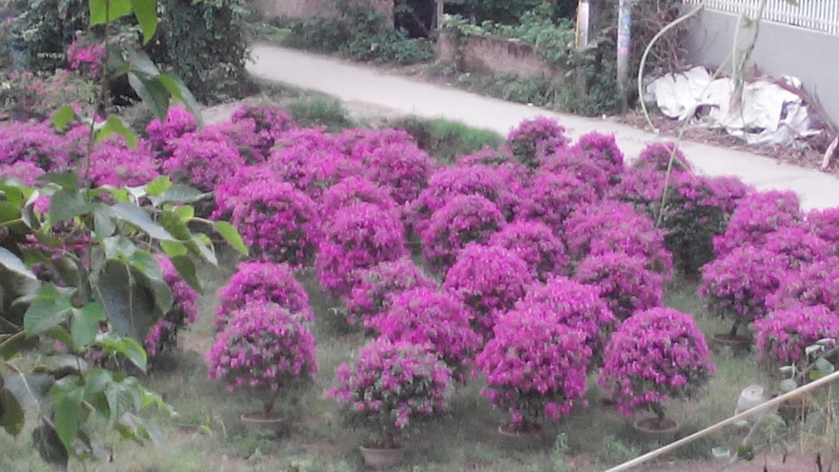 Hoa Giấy Màu Tím