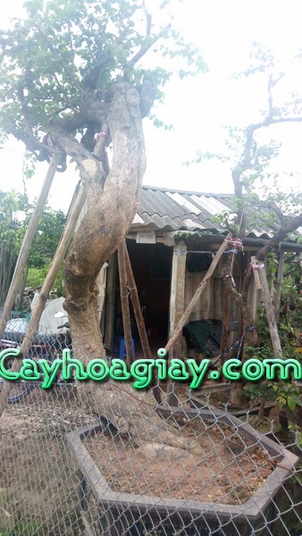 Hình ảnh cây hoa giấy đẹp