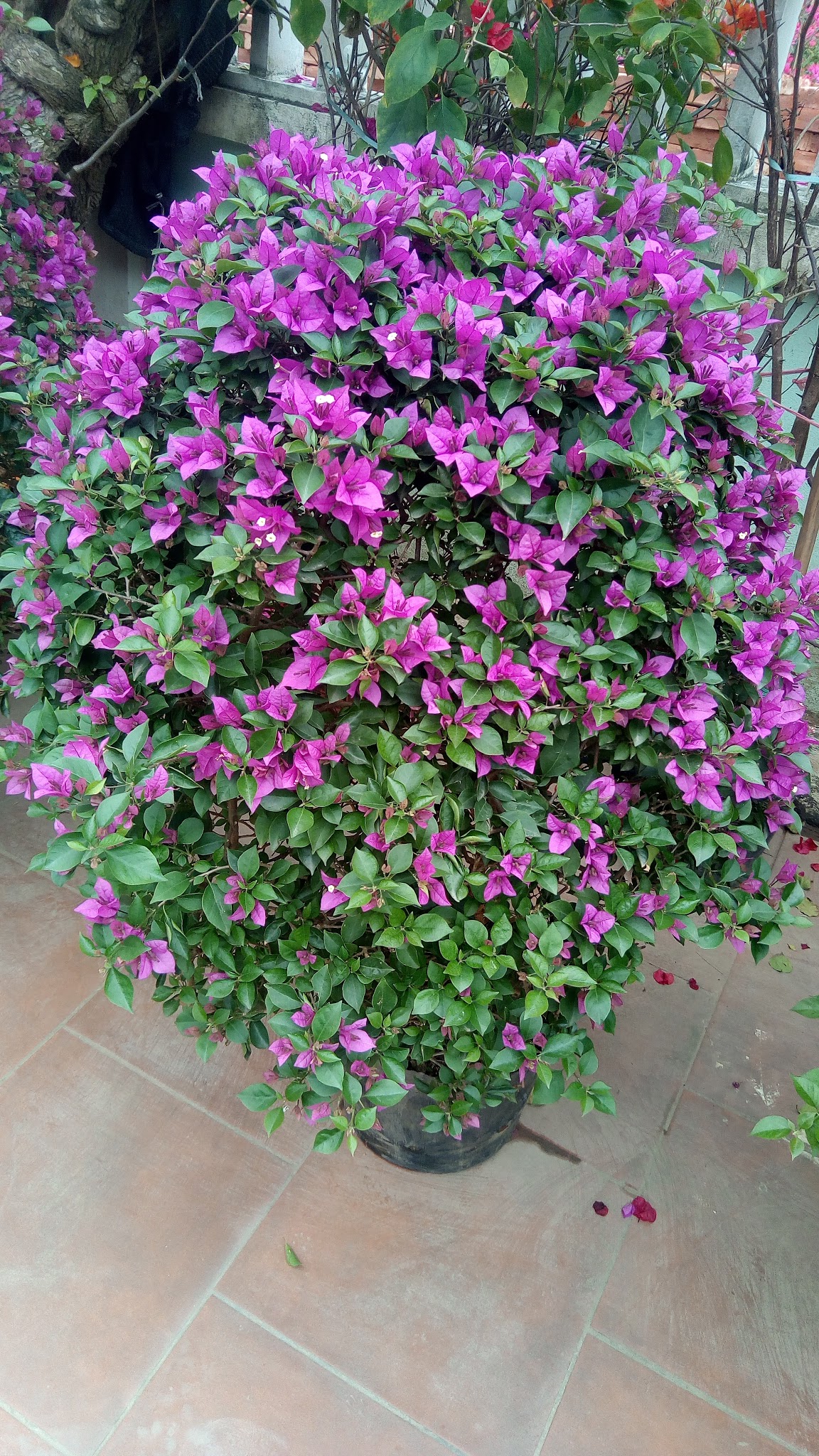 Hướng Dẫn Chăm Sóc Hoa Giấy Cẩm Thạch