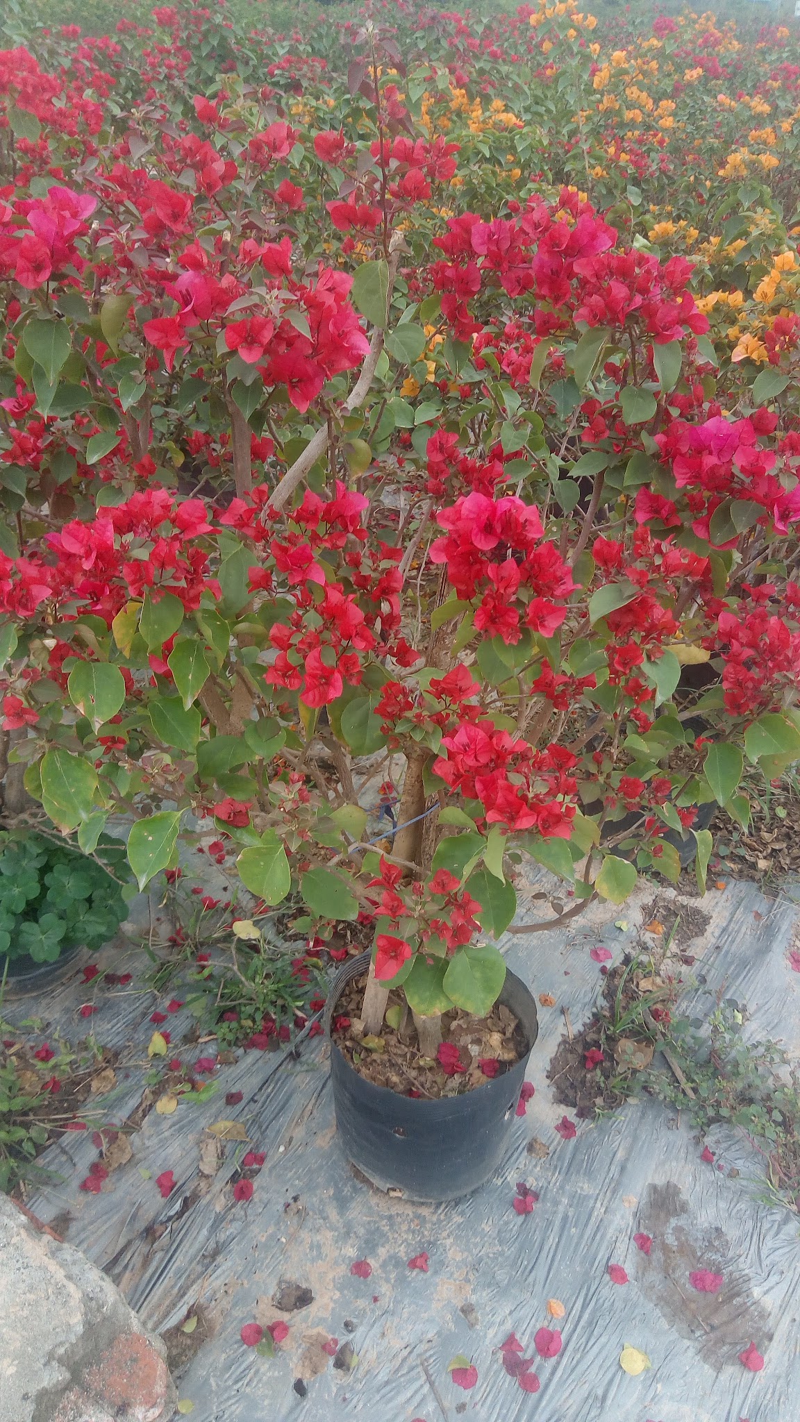 Hoa giấy trong chậu