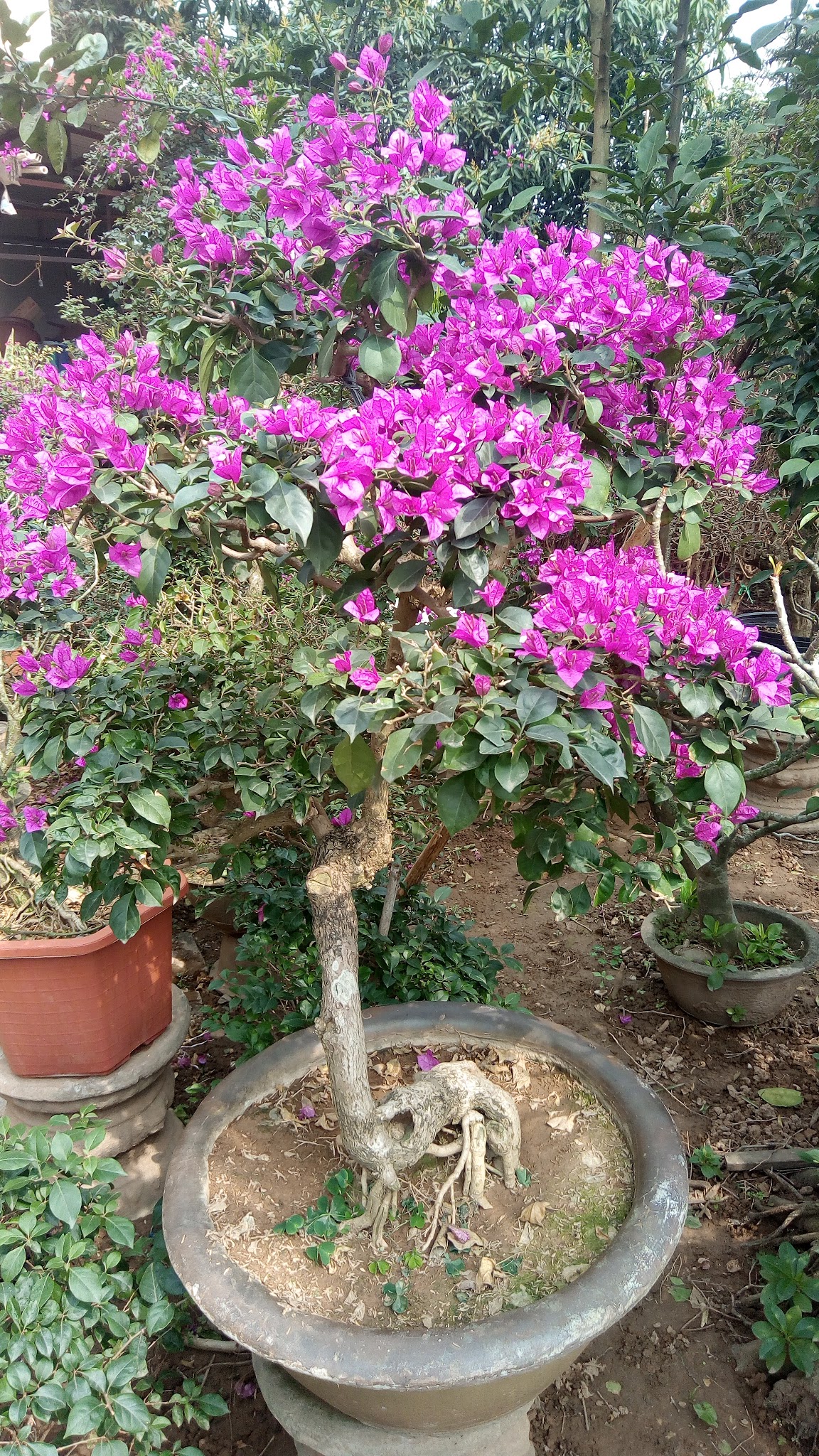 Quá trình ghép hoa giấy