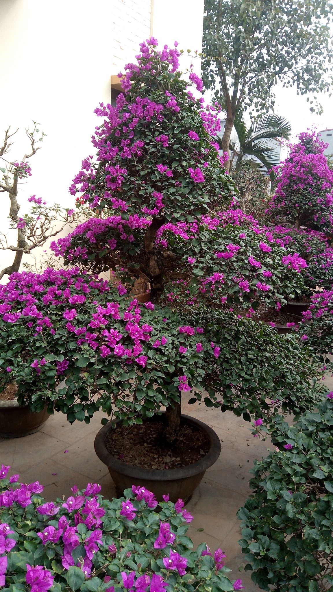 Hình ảnh cây hoa giấy khác