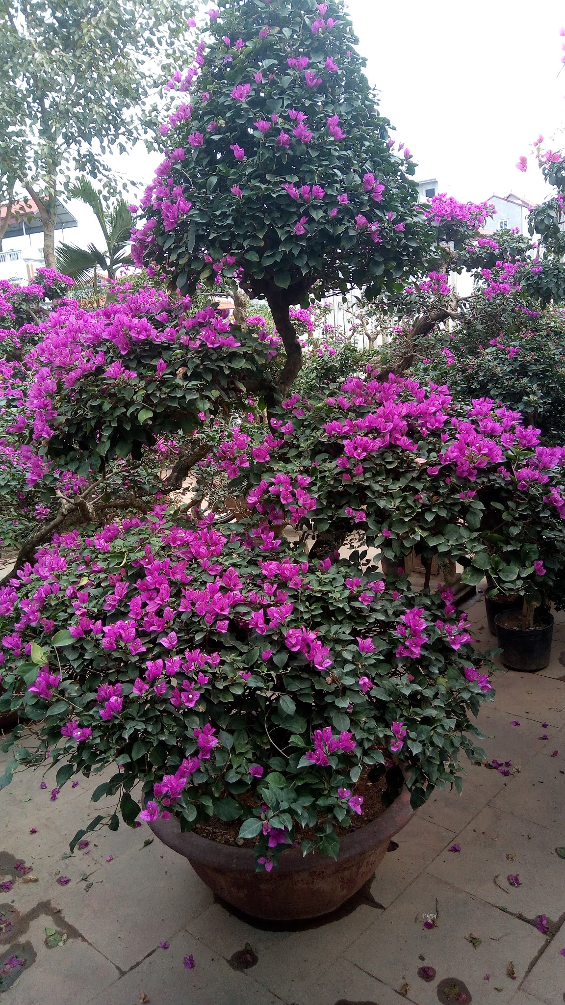 Bố cục tạo hình cây hoa giấy