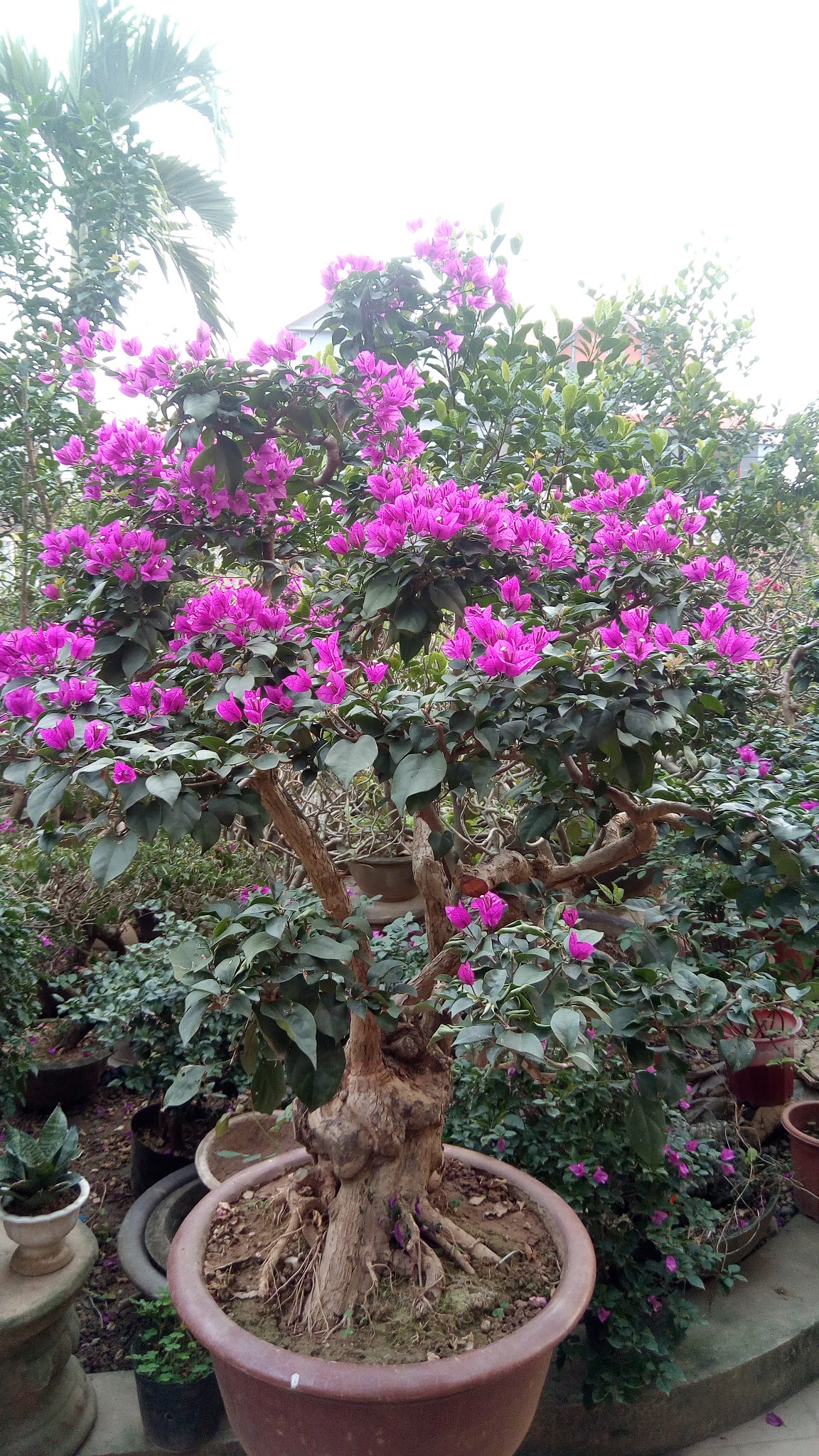 Hoa giấy phong thủy