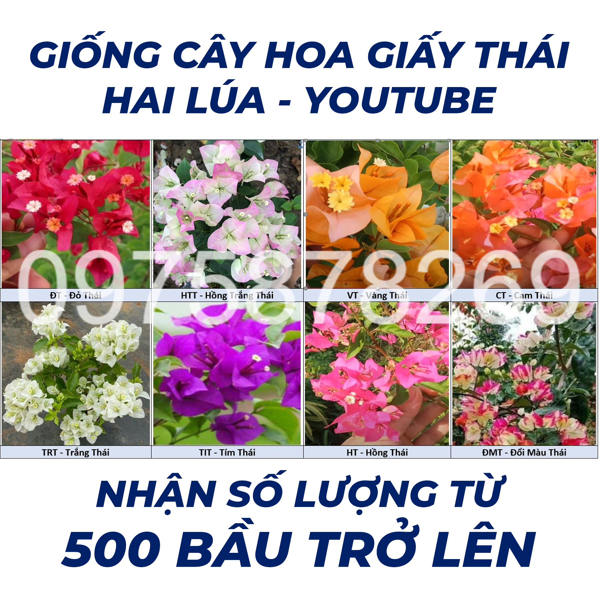 Chăm sóc cây hoa giấy