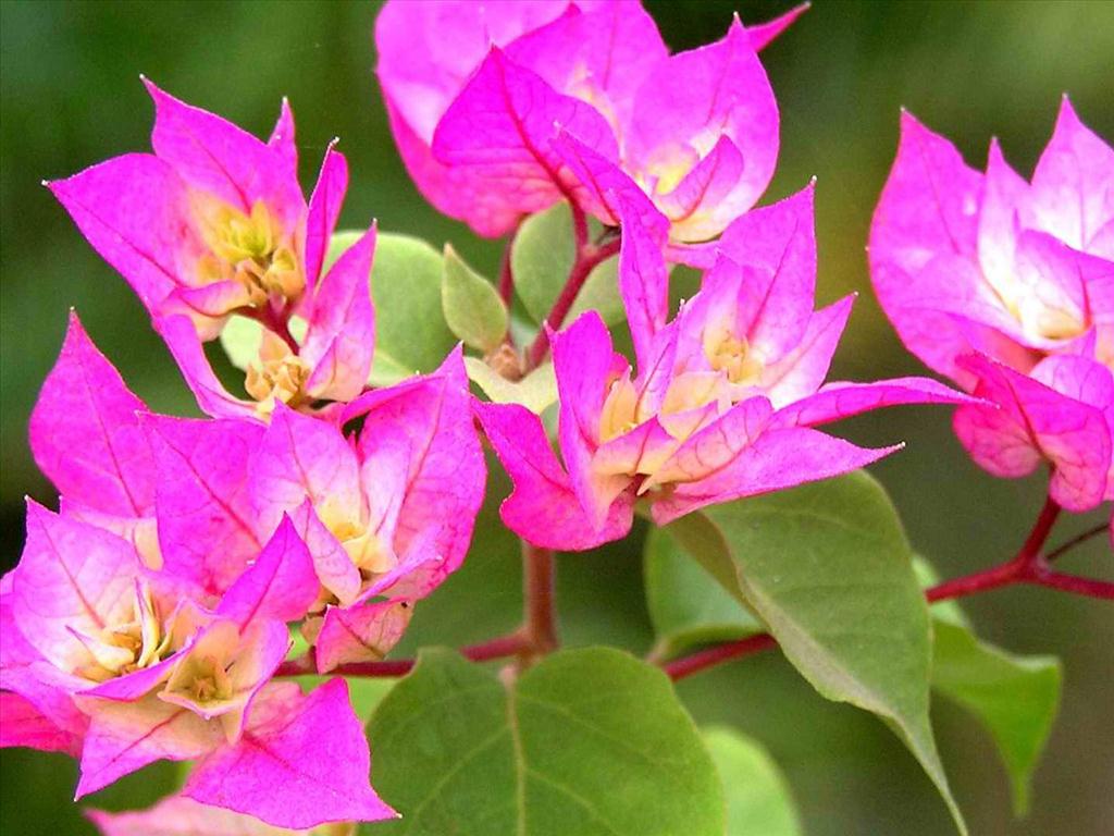 Ảnh đẹp về cây hoa giấy