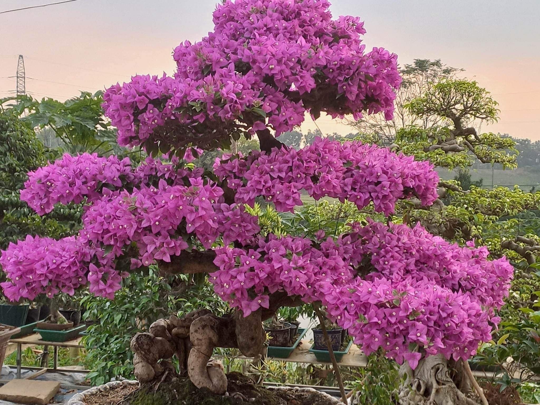 Hình ảnh loại hoa giấy