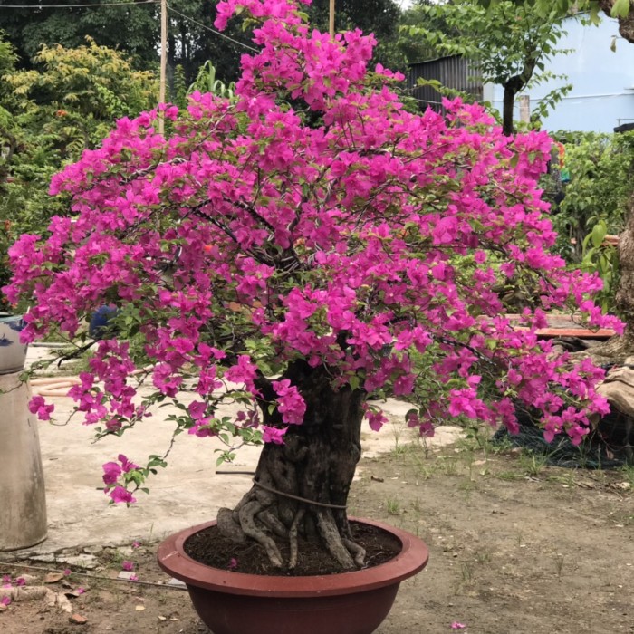 Hoa giấy công trình