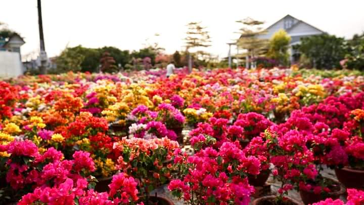 Vườn cây hoa giấy nở hoa