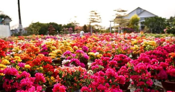 Cây hoa giấy công trình