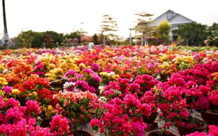 Hoa Giấy Cổng Công Trình