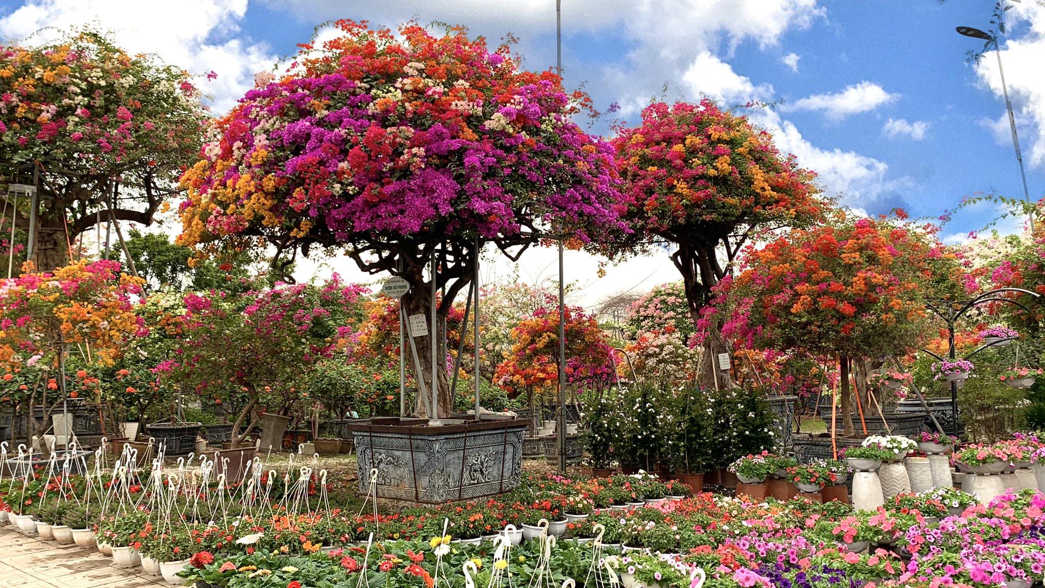 Bán buôn hoa giấy công trình