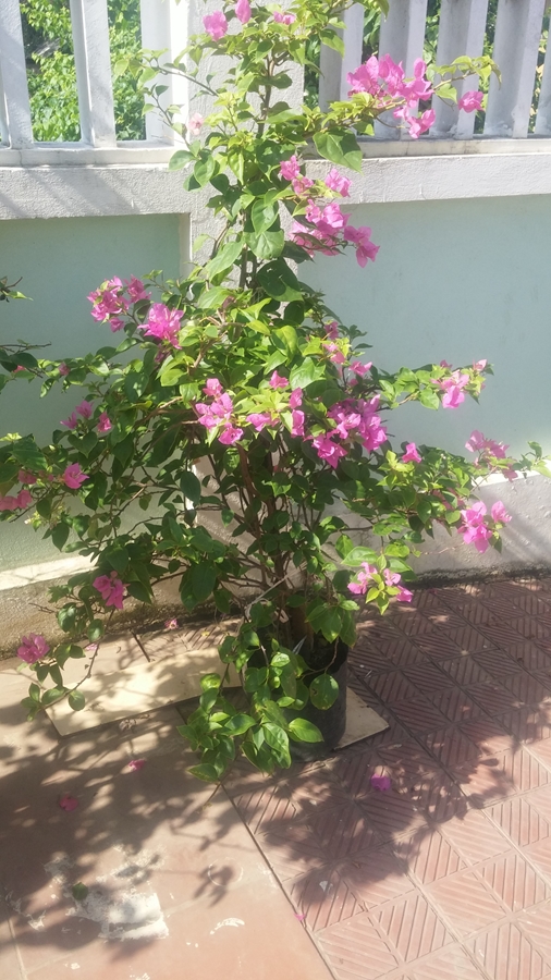 Hoa giấy màu hồng