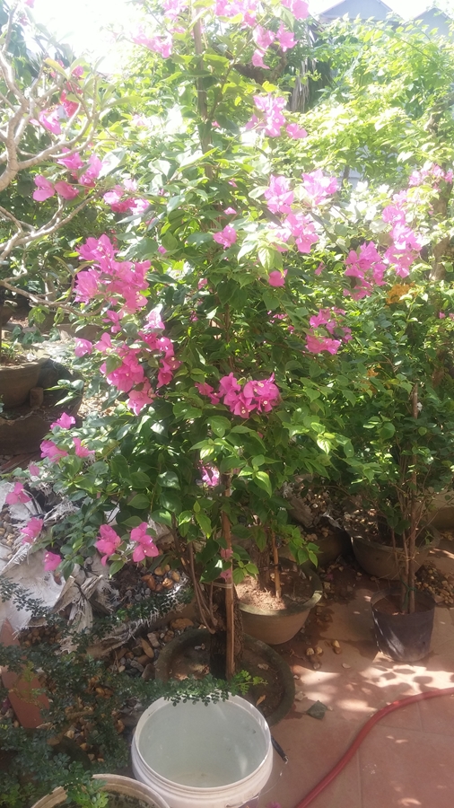 Hoa giấy màu hồng