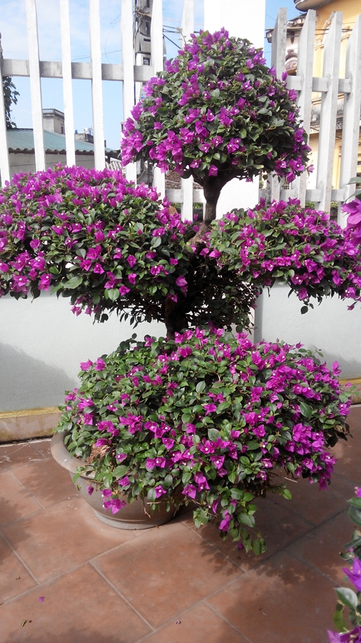 Cây hoa giấy tím bắc