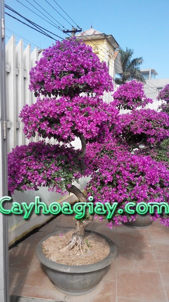 Cây hoa giấy màu tím bạc