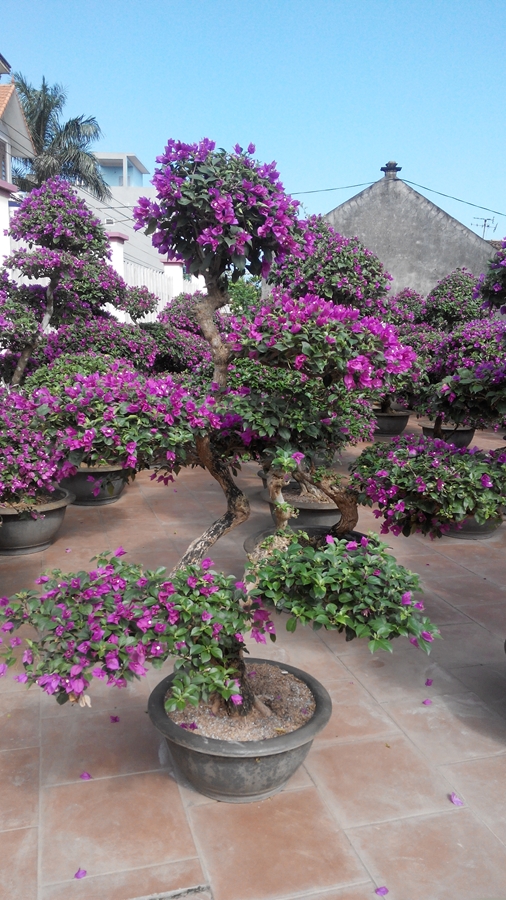 Bán buôn hoa giấy