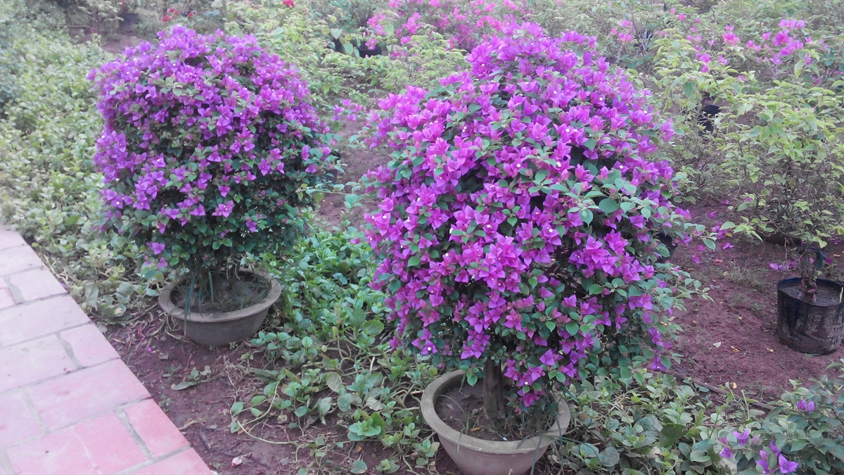 Bán buôn hoa giấy tím bắc