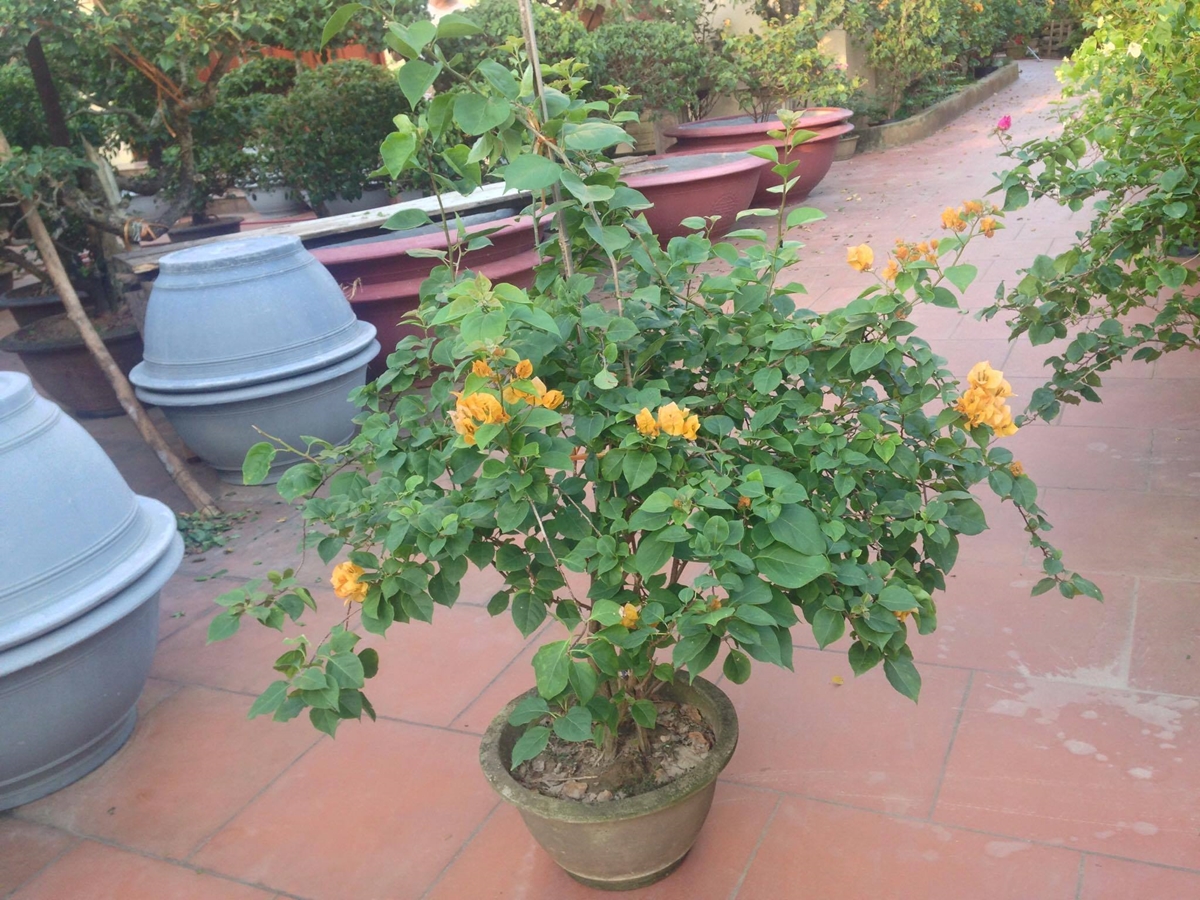 Hoa giấy vào mùa ra hoa