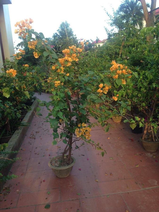 Cây hoa giấy vàng