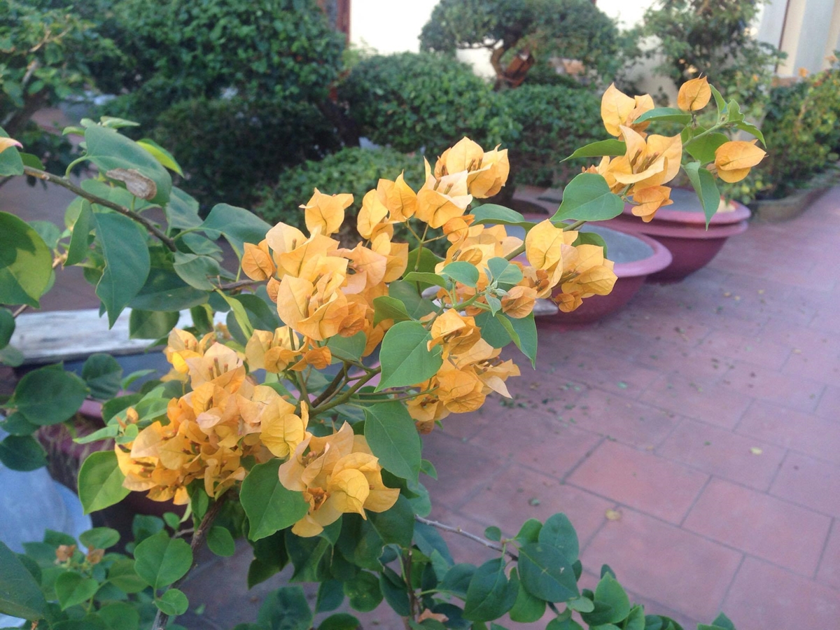 Hình ảnh bán buôn hoa giấy vàng