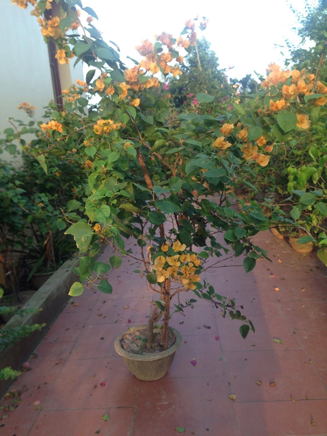 Cửa hàng bán hoa giấy