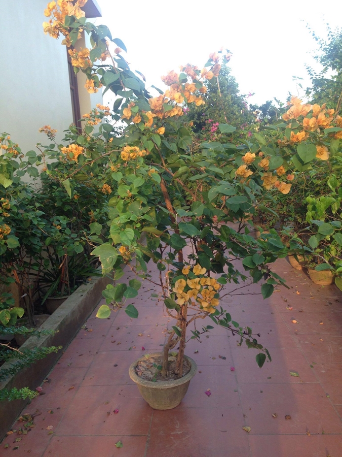 Vẻ đẹp Hoa Giấy