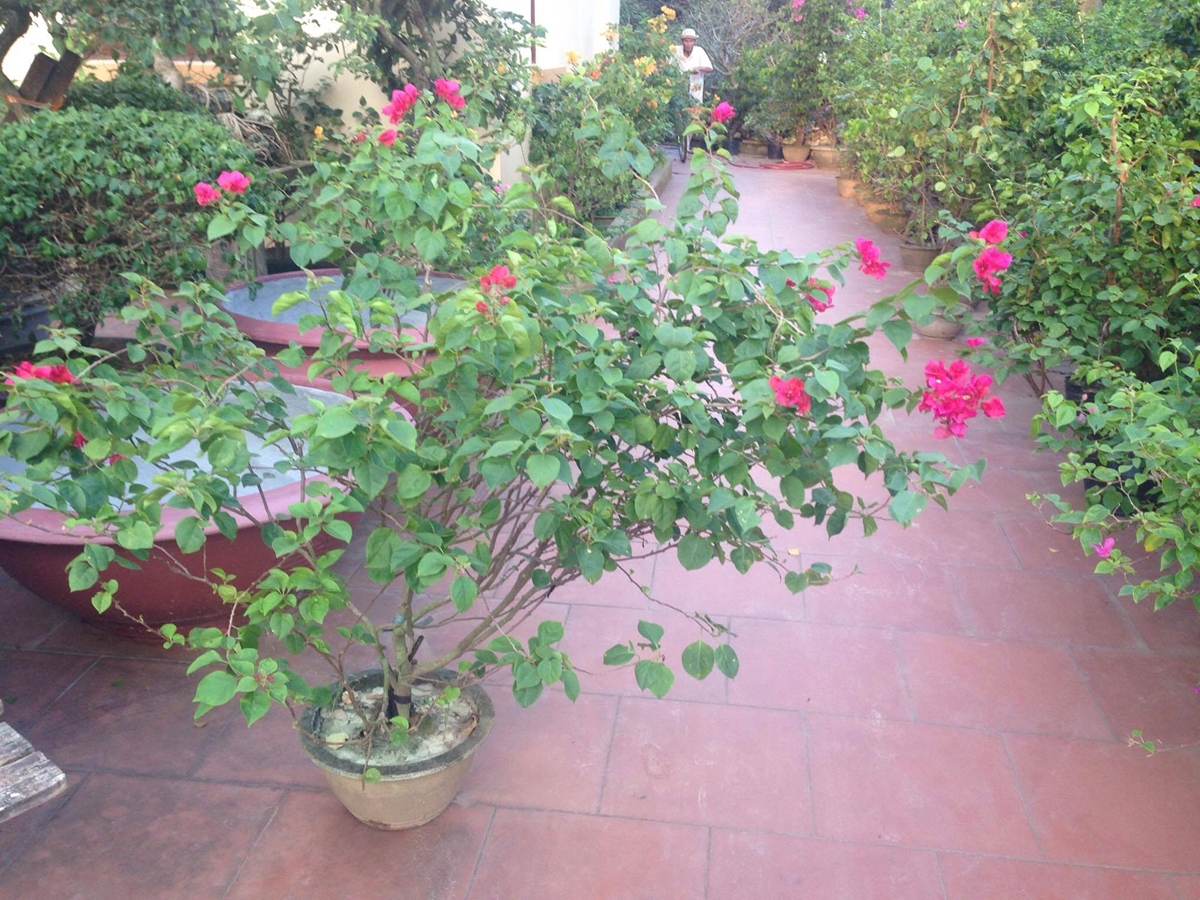 Nguyên nhân hoa giấy ít ra hoa