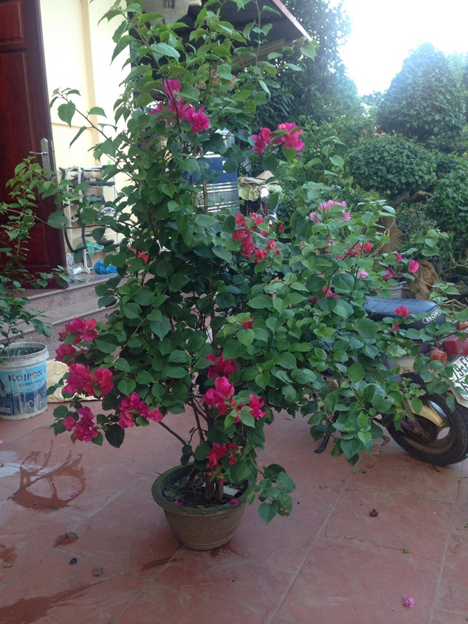 Hoa giấy nhập khẩu