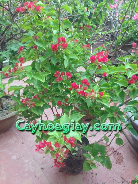 Dụng cụ chiết cành hoa giấy