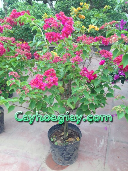 Bán cây hoa giấy mẫu