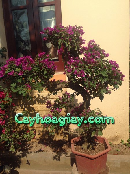 Bán cây hoa giấy mẫu đẹp