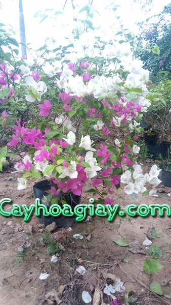 Hình ảnh bán cây hoa giấy