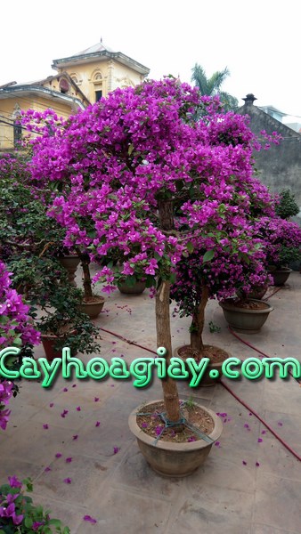 Vườn cây hoa giấy