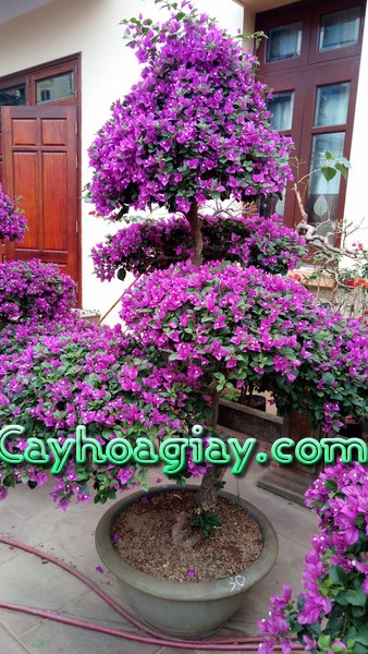 Hoa giấy leo tường đang phát triển mạnh mẽ