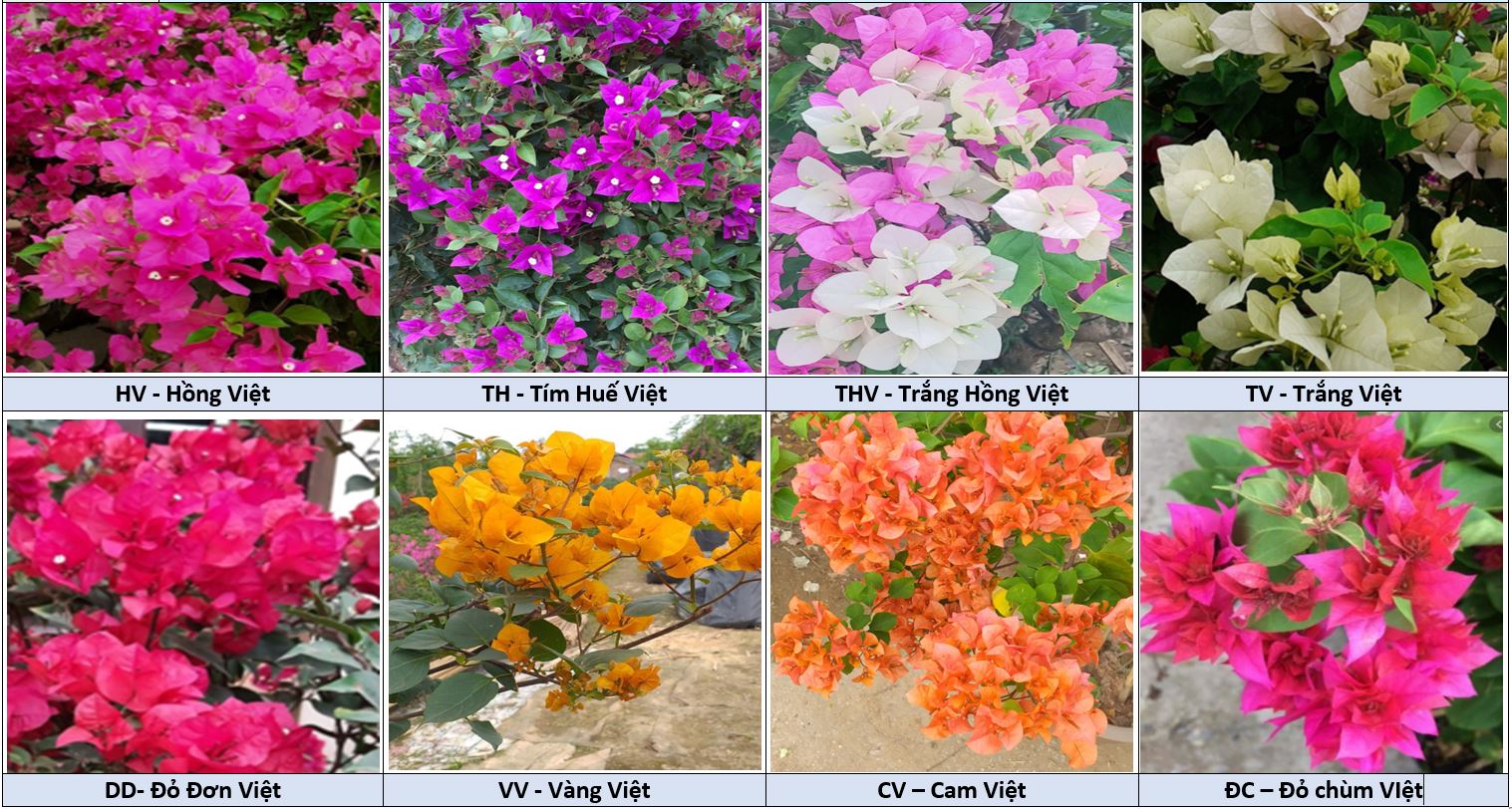 Giống cây hoa giấy ngũ sắc