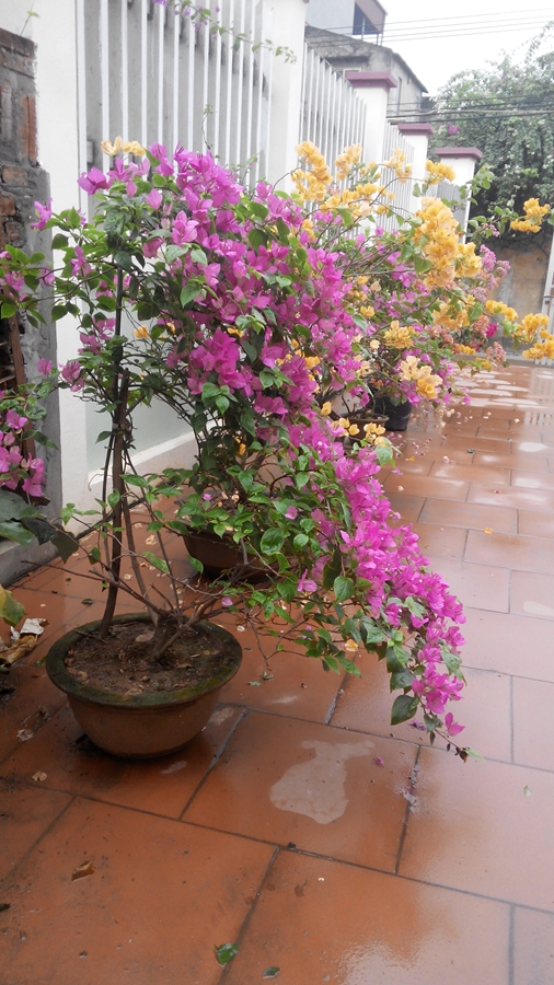 Giỏ hoa giấy đẹp