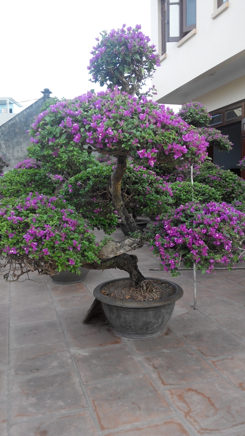 Bàn hoa giấy đẹp