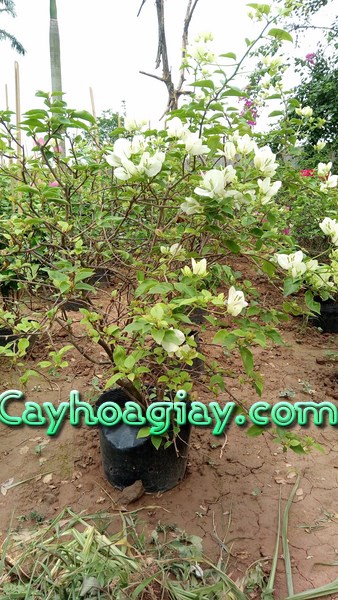 Bón phân cho cây hoa giấy