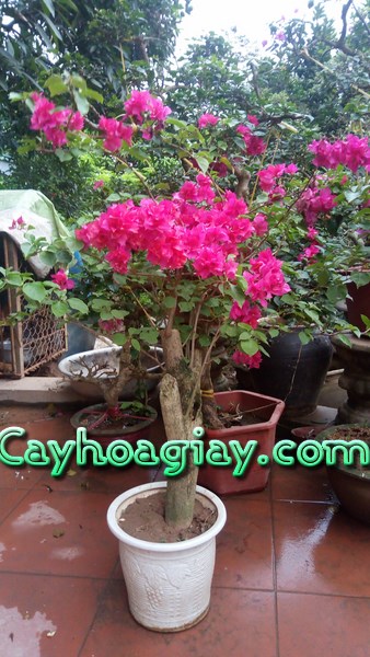 Phân bón cho hoa giấy