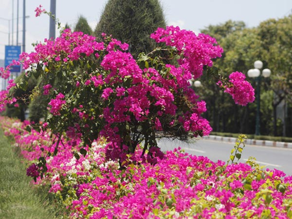 Hoa Giấy Đại Phúc