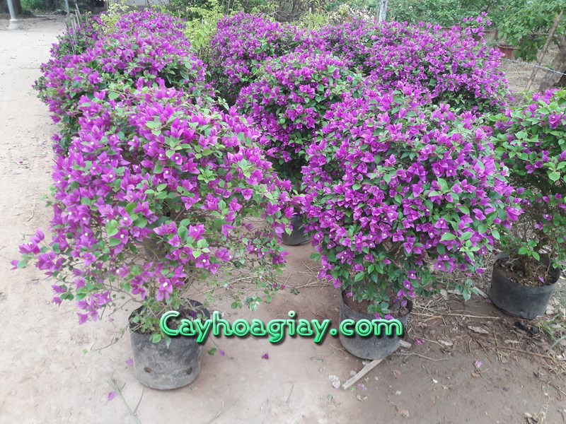 Các loại hoa giấy