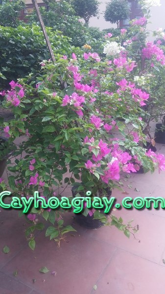 Liên hệ với chúng tôi