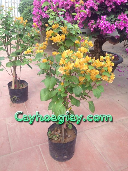 Các loại cây hoa giấy đa dạng